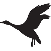 silhouette of a duck