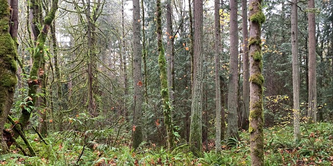 Wooded area on Parker Property in Sammamish full of trees with moss-covered trunks, ferns, and foliage.