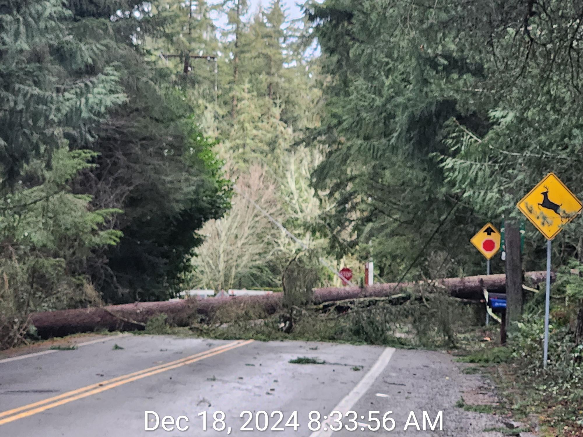Fallen Tree on December 18, 2024